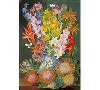 Marianne North photo A4 wild flowers of ceres south africa 1882