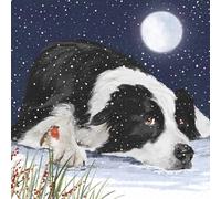 Marie Curie Charity Cool Collie Christmas Cards Pack of 10 With Envelopes Dog and Robin in Snowy Night Scene