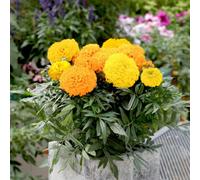 Marigold African Cheerleader Mix F1 Dwarf Bushy Plants - Large Double Orange/gold Flowers - Easy Grow - Thompson & Morgan