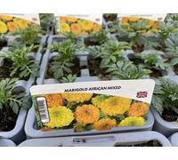 Marigold African Mixed 6 Pack x 2 - 12 Plants Vibrant Garden Flowers