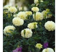 Marigold African Vanilla 6 Pack x 2 - 12 Plants Creamy White Flowers