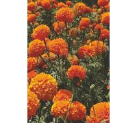 Marigold Floral Nature design journal notebook: Weekly reminder planner personal diary| Wide lined print with cream colour interiors for calmer feel| ... men, women, office| Take a break from screens