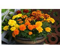 Marigold Flower Seeds: Marigold French Durango Improved 12 Garden Ready Plants