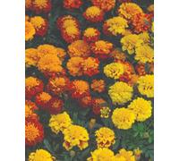 Marigold French Boy O Boy Mixed Hybrid Seeds - Vibrant Colourful Pollinator Friendly Easy To Grow - Thompson & Morgan
