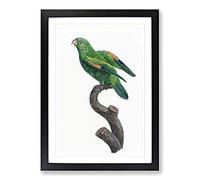 Marigold Lorikeet by F. Levaillant Framed Print | A2 Black Framed Wall Art | Ready to Hang | Modern Floral Picture | Living Room Bedroom Lounge Office