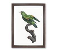 Marigold Lorikeet By F. Levaillant Vintage Framed Wall Art Print, Ready to Hang Picture for Living Room Bedroom Home Office Décor, Walnut A3 (34 x 46 cm)