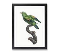 Marigold Lorikeet By F. Levaillant Vintage Framed Wall Art Print, Ready to Hang Picture for Living Room Bedroom Home Office Décor, Black A3 (34 x 46 cm)