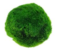 Marimo Moss Balls Always Fresh Live Aquarium Plants Shrimp Safe Nano Tank Pet Plant Freshwater Tropical Coldwater Tanks