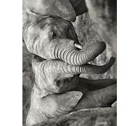Marina Cano "Elephants in Love Canvas Print, Multi-Colour, 60 x 80 cm