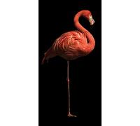Marina Cano (Flamingo I 50 x 100cm Canvas