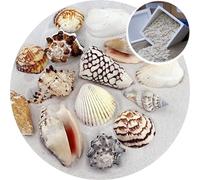 Marine Arts Medium Shells - 8kg Bargain Box - The shells are in a range of sizes nominally from 3 to 5cm. Our 8 kg Bargain Box is likely to contain in the order of 800 shells.