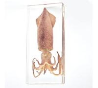 Marine Biology model, Taxidermy Squid in Resin - Real Squid Cuttlefish Animal Embedded Resin Specimen, for Science Education Paperweights Sea Specimen Science Classroom Specimens
