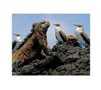 Marine Iguana & Blue-Footed Booby, Galápagos, Ecuador，Jigsaw Puzzles for Adults 1000 Pieces Puzzles for 1000 Piece Impossible Puzzle for Adults Educational Games（50x70cm）-BD74