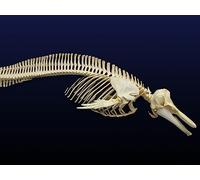 Marine Monsters of the Mesozoic