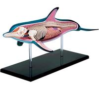 Marine Organism Model Anatomical Model Of Dolphin Internal Organs 18-Piece Detachable Blue Animal Organ for Study Teaching Mode