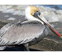 Marine Reptiles and Birds