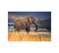 Mario Moreno The Elephant Poster in Light Brown Mario Moreno Light Brown