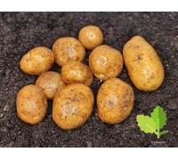 Maris Peer Second Early Seed Potatoes 20 Tubers
