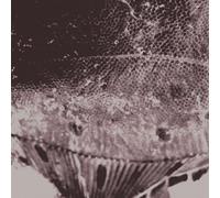 Mark IJzerman - Flounder Maps [VINYL]