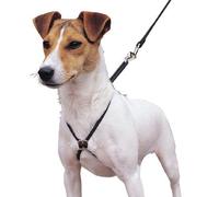 Mark My Words (Lupi Dog Harness (Small)