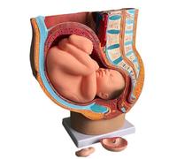 Mark Teaching Model Nine Months Baby Fetus Model Removerable 4 Parts Women Uterine Structure Anatomy Model Medical Teaching Aid Medical Model for Offices and Classrooms Medical Learning Resources