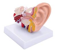 MARKELL Model The Anatomy of the Human Ear Multiplied by 1.5 Showing the Structure of the Central and External Ear Organs Teaching Material