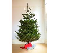 Marlborough 2.0m to 2.5m Premier NORDMAN Fir Christmas Tree (Low Needle Drop) in Natural Marlborough Natural