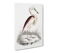 Maroon Backed Heron By John Edward Gray Canvas Print | Gallery Wrapped 30mm Frame Wall Art | 30x20 inches | Ready to Hang | Retro Picture | Living Room Bedroom Lounge Office
