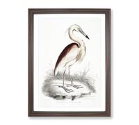 Maroon Backed Heron By John Edward Gray Vintage Framed Print | A4 Walnut Framed Wall Art | Ready to Hang | Classic Animal Picture | Living Room Bedroom Lounge Office