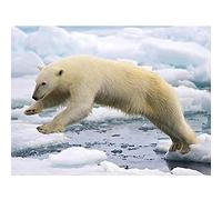 Marques Polar Bear Jumping Svalbard Norway Photo Art Print Canvas Premium Wall Decor Poster Mural