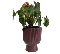 (Marsala, 40cm - 37L) Plant Pots Flower Planter 7 Colours 3 sizes Tall Wavy Plastic Pot Boho Elegant