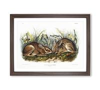 Marsh Hares By John Woodhouse Audubon Vintage Framed Print | A2 Walnut Framed Wall Art | Ready to Hang | Classic Animal Picture | Living Room Bedroom Lounge Office