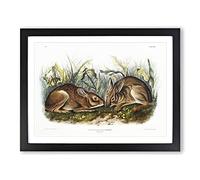 Marsh Hares By John Woodhouse Audubon Vintage Framed Print | A4 Black Framed Wall Art | Ready to Hang | Classic Animal Picture | Living Room Bedroom Lounge Office