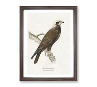 Marsh Harrier By Von Wright Vintage Framed Wall Art Print, Ready to Hang Picture for Living Room Bedroom Home Office Décor, Walnut A2 (64 x 46 cm)