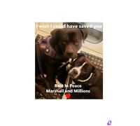 Marshall and Millions- I wish I could have saved you.: A tribute to 2 innocent dogs that were killed purely due to breed descrimination.