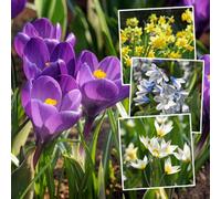 Marshalls Garden 100-Bulb Autumn Saver Bundle Mixed Spring Flowering Bulbs Narcissus, Crocus, Tulip, Puschkinia