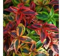 Marshalls Garden Abelia 'kaleidoscope' Variegated Semi-Evergreen Shrub, White Flowers, Pollinator Friendly 3 Litre Plant