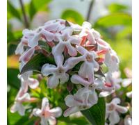 Marshalls Garden Abelia Mosanensis 'bridal Bouquet Monia' Fragrant Deciduous Shrub For Walls And Trellises 7.5 Litre Plant
