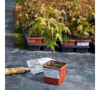 Marshalls Garden Acer Palmatum 3 Litre Plant