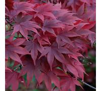 Marshalls Garden Acer Palmatum 'atropurpureum' - 3 X 9Cm Hardy Purple-Red Japanese Maple Plants