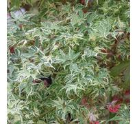 Marshalls Garden Acer Palmatum 'butterfly' - Compact Japanese Maple With Pink-Edged Cream-Flecked Leaves