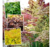 Marshalls Garden Acer Palmatum Collection - Trio Of Japanese Maples, 6 X 9Cm Pots