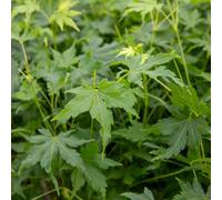 Marshalls Garden Acer Palmatum 'going Green' 9Cm Japanese Maple, Compact Upright Habit, Fresh Green Summer Foliage, 9Cm