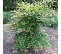Marshalls Garden Acer Palmatum (Japanese Maple) - Small Deciduous Tree For Patio And Borders