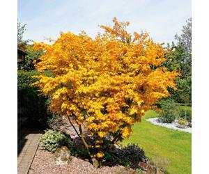 Marshalls Garden Acer Palmatum 'orange Dream' - Compact Japanese Maple With Golden-Orange Spring Foliage And Rhs Agm, 9Cm Plant