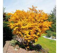 Marshalls Garden Acer Palmatum 'orange Dream' - Rhs Agm Compact Japanese Maple, Golden-Orange Spring Foliage, 3 X 9Cm