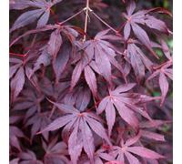Marshalls Garden Acer Palmatum Plant 'atropurpureum'