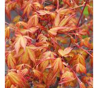 Marshalls Garden Acer Palmatum Plant 'katsura' 9Cm Plant