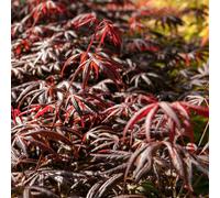 Marshalls Garden Acer Palmatum 'trompenburg' Japanese Maple - Compact Ornamental Tree 7.5 Litre