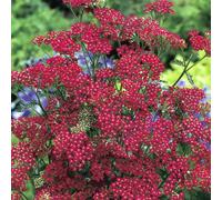 Marshalls Garden Achillea 'cassis' Seeds - 60 Red Yarrow Perennial
